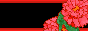 carnations