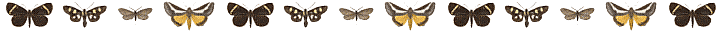 butterflies