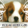 its a dogs life