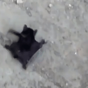 bat crawl
