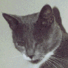 cat look around