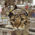 cat bop