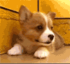 corgi miss you