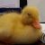 duckling