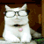 glasses cat