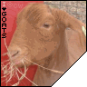 i love goats