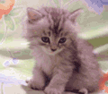 sleepy kitten