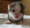 sleepy kitty rawr