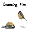 bouncing tits birds