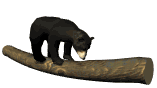 bear on tree