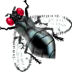 fly