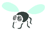fly