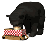 bear picnic