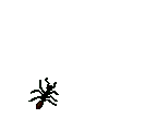 ant