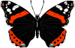 butterfly
