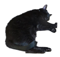 cat sleep