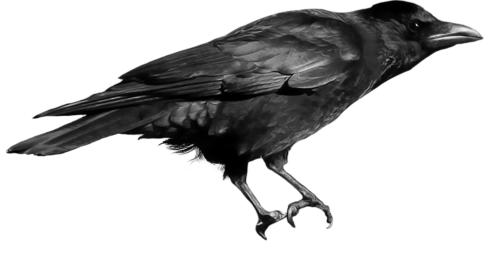crow