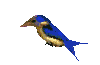 bird
