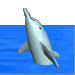 dolphin