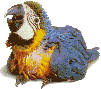 macaw