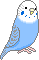 budgie