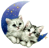 cat moon