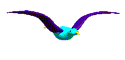 gull
