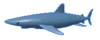 shark