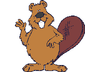 beaver