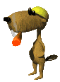 beaver
