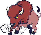 bison