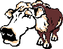 cow