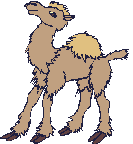 camel