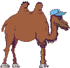 camel
