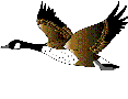 goose