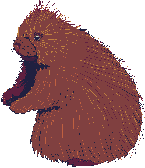 porcupine