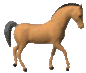 horse