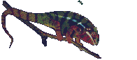 chameleon