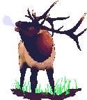 elk