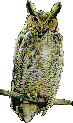 owl
