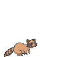 raccoon