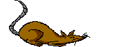 rat