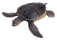 sea turtle
