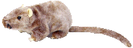 rat