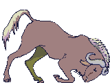 buffalo