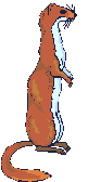 weasel