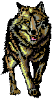 wolf