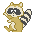 raccoon