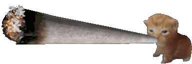 cat blunt