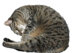 cat sleep